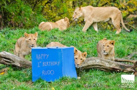 Зоопарк Woodland Park празднует день рождения львят