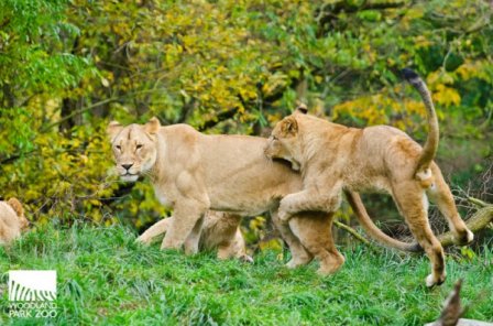 Зоопарк Woodland Park празднует день рождения львят