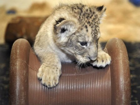 Зоопарк Мэриленд — новости о подрастающих львятах, детенышах Баду (новые фотографии и видео)