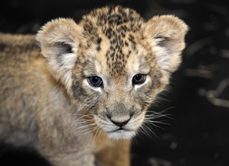 Зоопарк Мэриленд — новости о подрастающих львятах, детенышах Баду (новые фотографии и видео)