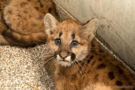 Орегонский зоопарк нашел дома для трех осиротевших котят кугуаров