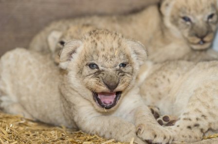 В Зоопарке Базеля появились на свет четыре львенка
