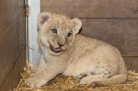 В Зоопарке Базеля появились на свет четыре львенка
