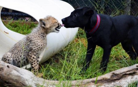Гепарды зоопарка Сан-Диего и их компаньоны-собаки