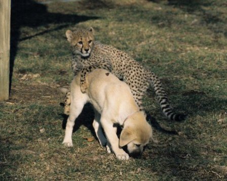 Гепарды зоопарка Сан-Диего и их компаньоны-собаки