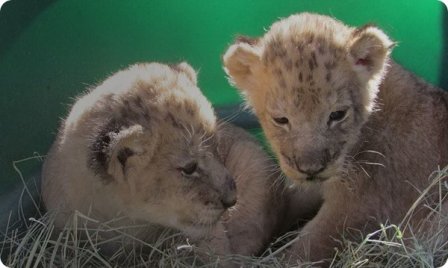 Зоопарк Рейд-Парк представил своих львят