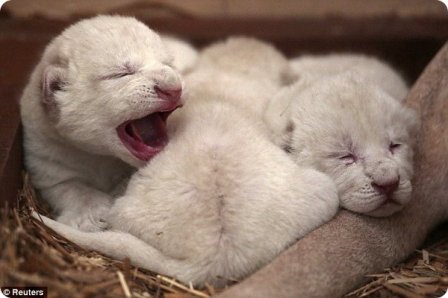 В зоопарке Польши родились белые львята