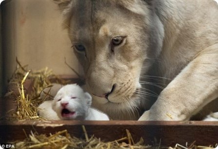 В зоопарке Польши родились белые львята