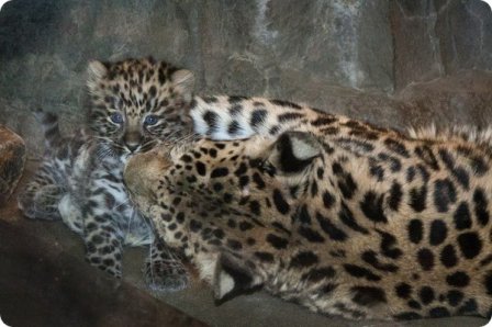Денверский зоопарк приветствует детеныша леопарда