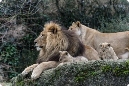 Четверо львят стали гордостью зоопарка Базеля
