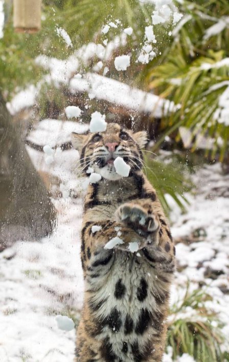 Дымчатый леопард ловит снежки