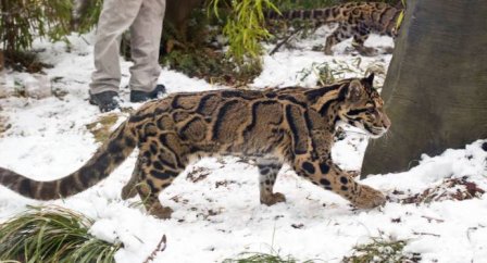 Дымчатый леопард ловит снежки