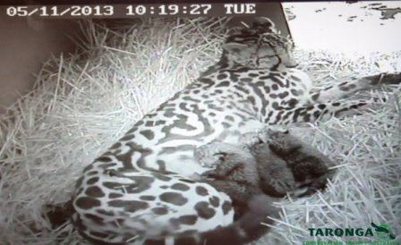 В зоопарке Даббо подрастают три гепарда
