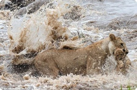 Львица переносит львенка через быструю реку