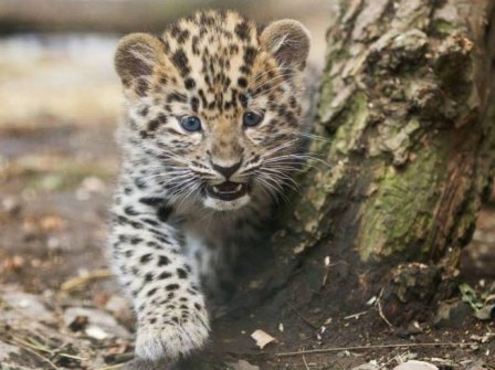 В зоопарке Праги подрастают амурские леопарды