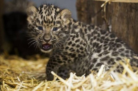 В зоопарке Праги подрастают амурские леопарды