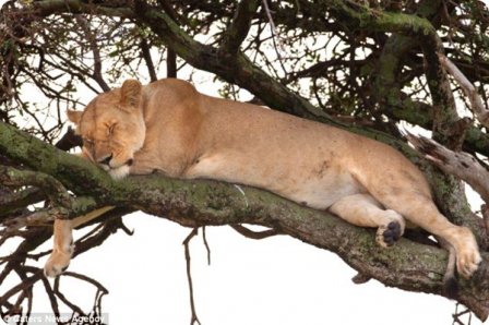 Отдыхающая львица от фотографа Марка Бриджера