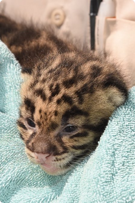 Зоопарк Майами представил детенышей дымчатого леопарда
