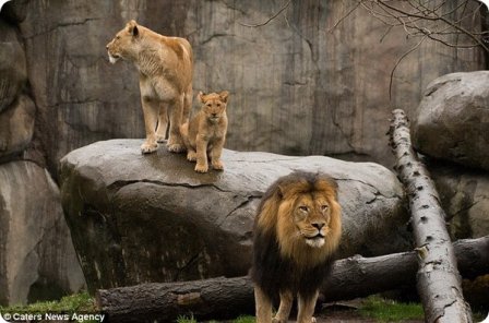 Лев-отец знакомится со своими львятами