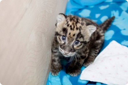 Зоопарк Денвера показал детенышей дымчатого леопарда