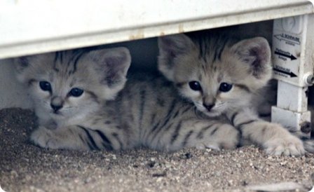 Зоопарк Брно представил трех барханных котят