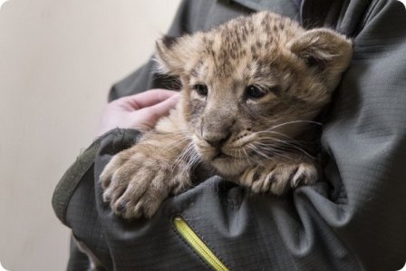 В зоопарке Хельсинки родились азиатские львята