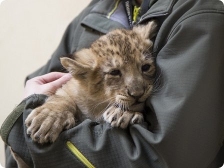 В зоопарке Хельсинки родились азиатские львята