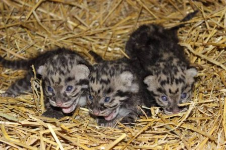 В шведском зоопарке подрастают пять дымчатых леопардов