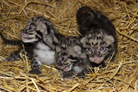 В шведском зоопарке подрастают пять дымчатых леопардов