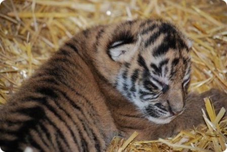 В зоопарке Топики родились суматранские тигрята