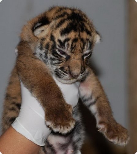 В зоопарке Топики родились суматранские тигрята