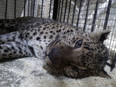 В Томском зоопарке приютили леопарда, от которого отказались в цирке