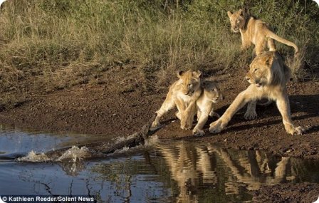 Неожиданная встреча львят с крокодилом в Южной Африке