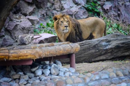 В Московском зоопарке льву показали его новую невесту