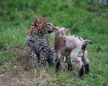 В Геленджике леопарды живут в вольере с козлятами