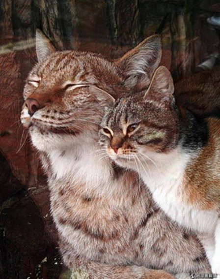 Кошка и рысь уже семь лет дружат в зоопарке Санкт-Петербурга