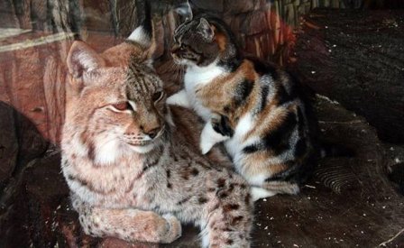 Кошка и рысь уже семь лет дружат в зоопарке Санкт-Петербурга