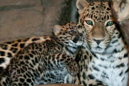 В сочинском нацпарке подрастает детеныш леопарда