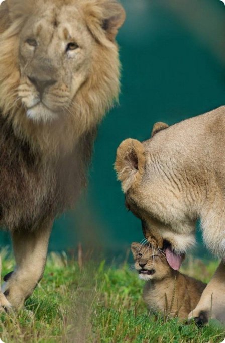 Детеныш азиатского льва из зоопарка Дублина