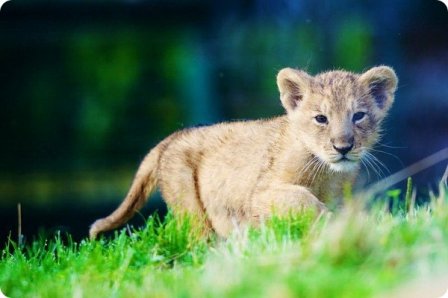 Детеныш азиатского льва из зоопарка Дублина