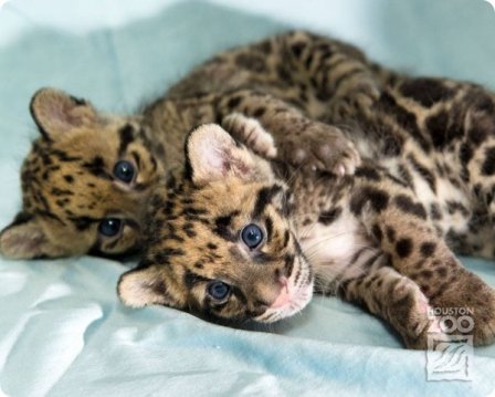 Зоопарк Хьюстона представил детенышей дымчатого леопарда