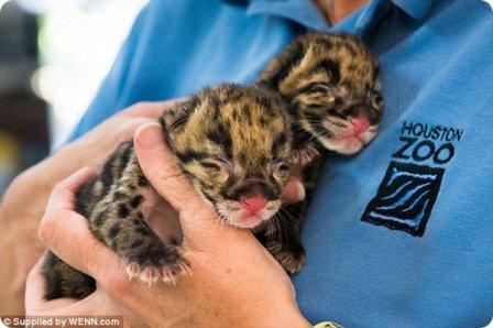Зоопарк Хьюстона представил детенышей дымчатого леопарда