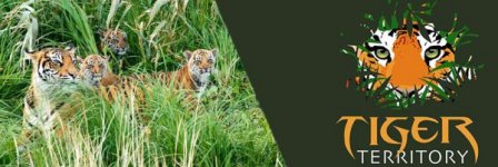 Международный день Тигра в Лондонском зоопарке