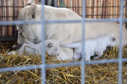 В немецком цирке родились четыре детеныша белого льва
