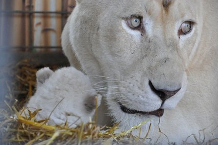 В немецком цирке родились четыре детеныша белого льва