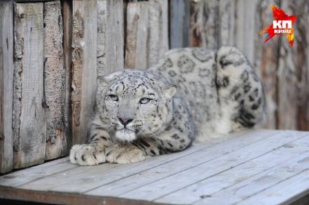 В пермский зоопарк из Чехии привезли снежного барса