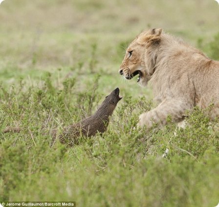 Отважный мангуст из Масаи-Мара отбился от четырех львов
