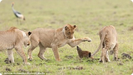 Отважный мангуст из Масаи-Мара отбился от четырех львов