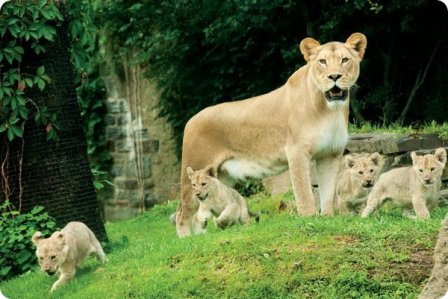 Львиная семья из зоопарка Филадельфии