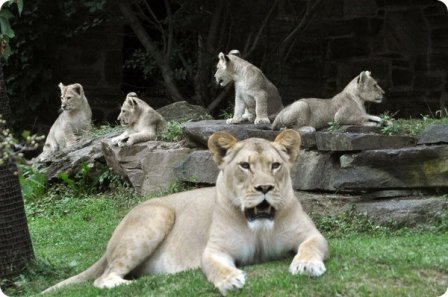 Львиная семья из зоопарка Филадельфии